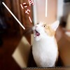 猫の写真を貼って飼い主がデレデレしてるだけのブログ