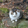 ねこ
