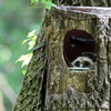 巣箱の窓から覗くフクロウの雛