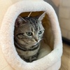 猫カフェのおきて