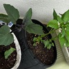 夏の便り？＆ベランダ菜園'24 ④