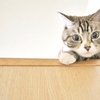 お正月早々に、おどろいた事