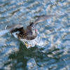 この季節になると毎年飛来する美しい＂オシドリ＂たち　　　【動画あり】　　野鳥撮影《第456回》