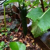 雨の中の土曜日を楽しむ