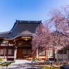 咲いてきた四季桜：黒部の西徳寺