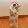被災地の猫にどうか救いの手を、、、🤧