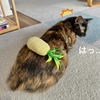 飼い主の小さないたずら♪