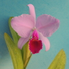 Cattleya  trianae`Kinojo No.2'   