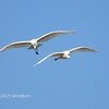  泉の森と、ふれあいの森で野鳥探し 2019-01-20