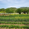 野菜の除草とネギ植え準備