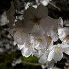 夜桜ライトアップ：松阪公園（松阪城趾）にて