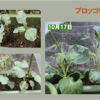 庭で秋野菜 22【ブロッコリー】