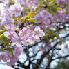 千葉の河津桜