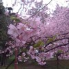 一宮市萬葉公園カワヅザクラ2月29日の開花状況