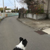 青梅コロコロポイントの白梅は