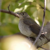 黄鶲（キビタキ）♀