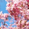 【鋸南町】頼朝桜の里　南房総でいちばんの桜の名所佐久間ダム湖親水公園　