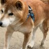 老犬ホームあん｜新人さん コロ^^