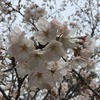 お花見ドライブ倉橋島の浜辺へ