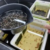GWもせっせとメダ活💦メダカ小屋から加温組を大移動だ！