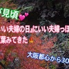 今が見頃！箕面の滝！『いい夫婦の日』にいい夫婦っぽく紅葉みてきた