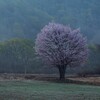 一本桜、満開の朝