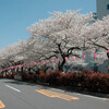 「播磨坂」と「小石川植物園」の桜満開。