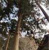 杉の枝おろし
