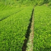 再び黄緑色の茶畑に！　中切りした畑のその後