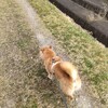 モフモフ換毛期