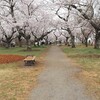 【柏】雨の中あけぼの山農業公園で満開の桜を見る