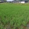 今日は、水入れと田んぼの様子を見ただけです（田植え後５０日後）