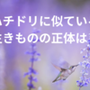 ハチドリ似ている生きものの正体は？