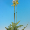 Paph. fairrieanum fma. album