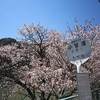 奥多摩湖　桜(東京都西多摩郡奥多摩町)