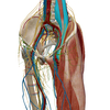 大腰筋：腰椎前弯による腰痛の出現