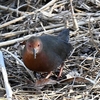 里山の野鳥たち