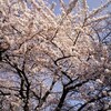 我が家の？桜も_