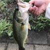 9/13釣れる‼️ファイボスフリーリグバス×3(ポンヨウF氏)