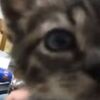 クルルルル・・・！クルルルル・・・！っと鳴く子猫【猫動画】