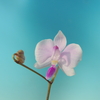 Phalaenopsis lowii        