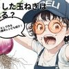 トウ立ちした玉ねぎは食べられる？かえしで作る牛豚丼レシピも紹介！