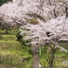 大和三名段に咲く佛隆寺千年桜