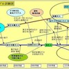 日本人の起源（成立モデル）