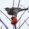 ハクチョウの色修正