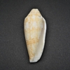 和歌山の貝　ナガイモ（Conus australis,1802）