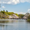 井の頭公園で恒例の桜写真を撮る