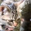 【山形】山寺に行ったら可愛い子猫がいた記録