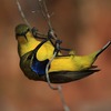 Yellow-bellied Sunbird pair  キバラタイヨウチョウのペア