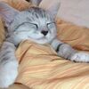 レム睡眠・ノンレム睡眠の違いについて！どうして、猫は長時間お昼寝するのか？